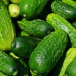 Gurken pflanzen, pflegen und ernten