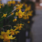 Narzissen im Blumenbeet