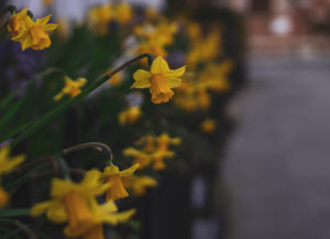 Narzissen im Blumenbeet