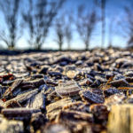 Rindenmulch schützt vor Frost