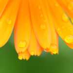 Ringelblumen pflanzen und pflegen: So geht’s richtig!