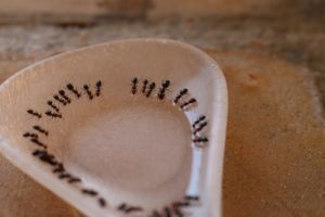 Ameisenmittel Test