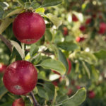 apfel-baum-blaetter-frucht
