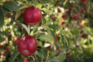 apfel-baum-blaetter-frucht