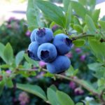 Heidelbeeren pflanzen, pflegen und ernten – Unsere Tipps
