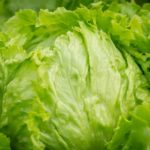 Frischer Eisbergsalat