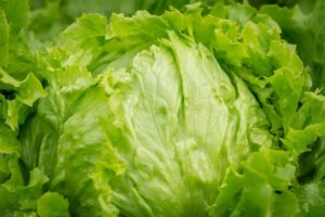 Frischer Eisbergsalat
