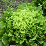 Endiviensalat eingepflanzt in einem Beet kurz vor der Ernte