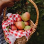 Erntekörbe im Test