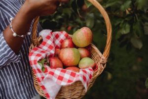 Erntekörbe im Test