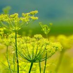 Fenchel steht in voller Blüte