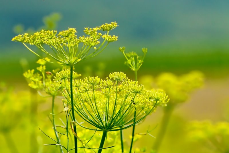 Fenchel steht in voller Blüte