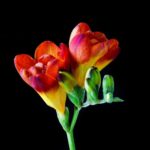 Freesienblüten in gelb-roter Farbpracht