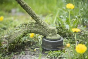 Ein Freischneider schneidet Gras und Löwenzahn.