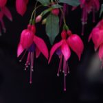 Fuchsienbaum