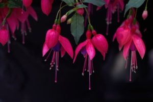 Fuchsienbaum