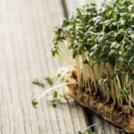 Gartenkresse anpflanzen