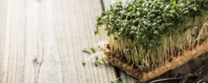 Gartenkresse anpflanzen