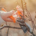Gärtnerin schneidet mit Gartenschere mit Bypass-System einen Kirschzweig