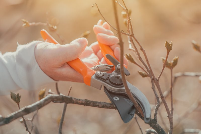 Gärtnerin schneidet mit Gartenschere mit Bypass-System einen Kirschzweig