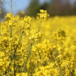 Auf einem Feld werden gelbe Senf-Pflanzen angebaut