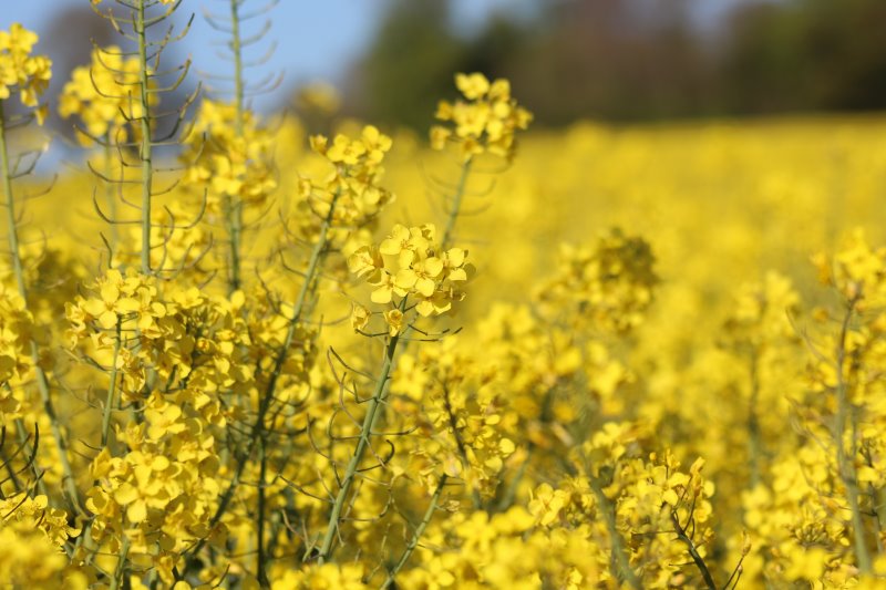 Auf einem Feld werden gelbe Senf-Pflanzen angebaut