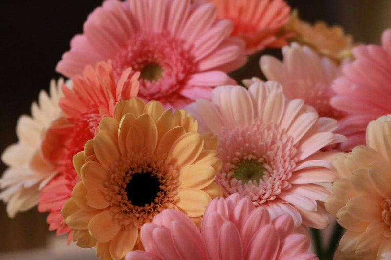 die gerbera gibt es in vielen farben