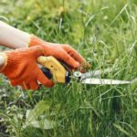 Eine Handgrasschere schneidet hohes Gras