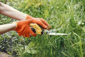 Eine Handgrasschere schneidet hohes Gras