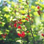 Johannisbeeren