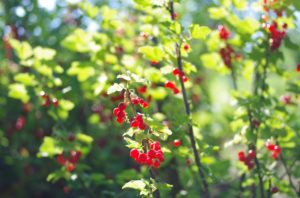 Johannisbeeren
