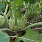kohlrabi in der Erde