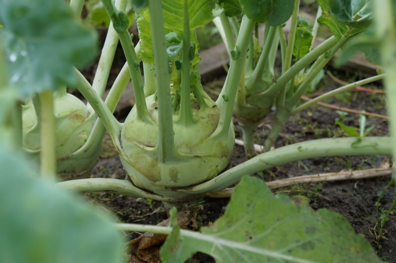 kohlrabi in der Erde