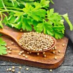 Koriander pflanzen, pflegen und ernten – Unsere Tipps
