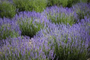 Lavendel