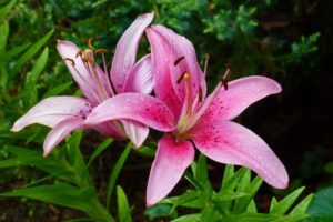 Eine pinke Lilie