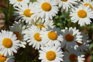 Margeriten im Garten
