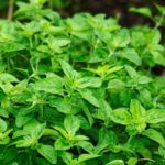 Oregano Pflanze im Beet