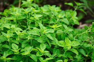 Oregano Pflanze im Beet