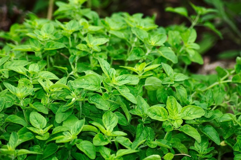 Oregano Pflanze im Beet