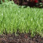 Rasenerde im Test