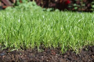 Rasenerde im Test