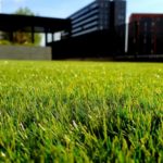 Rasensamen Test