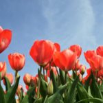 Rote Tulpen in einem Feld