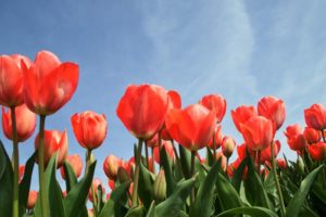 Rote Tulpen in einem Feld