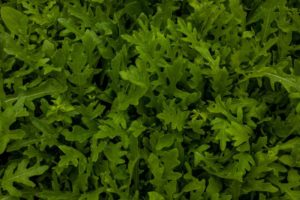 Rucola