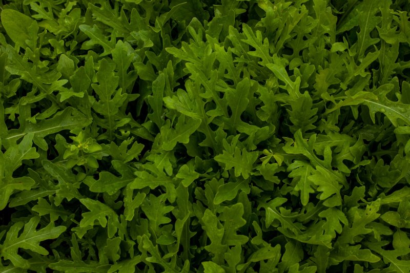 Rucola