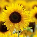 Sonnenblumen pflegen und pflanzen