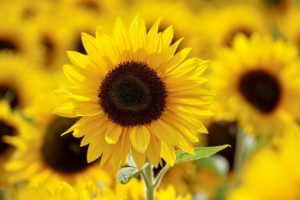 Sonnenblumen pflegen und pflanzen