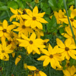 Topinambur Blüten